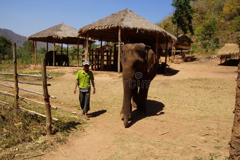 Il mahout cavalca il suo elefante immagine stock