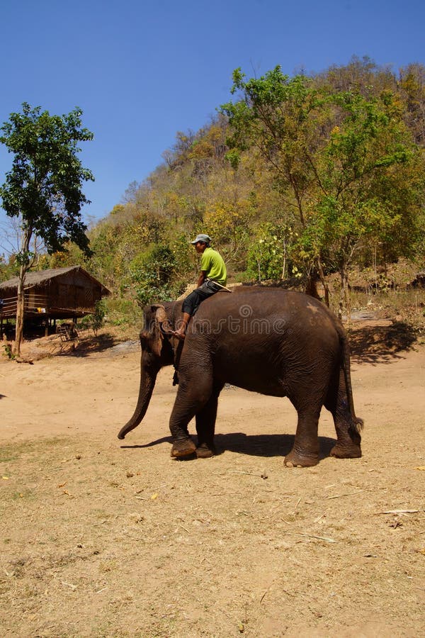 Il Mahout guida il suo elefante immagine stock libera da diritti
