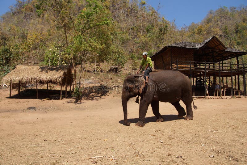 Il Mahout guida il suo elefante fotografia stock
