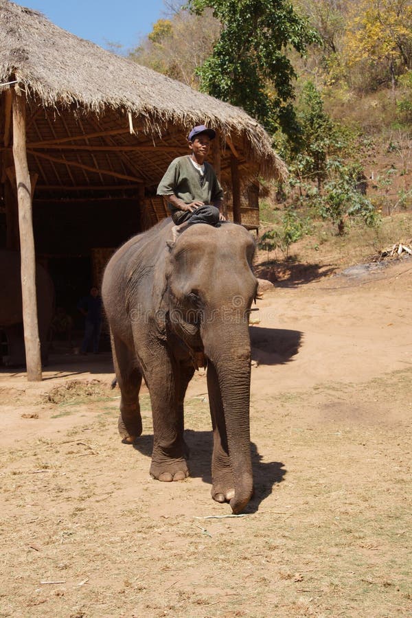 Il Mahout guida il suo elefante immagini stock