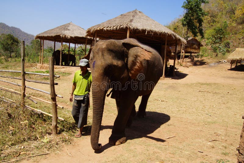 Il conduttore di elefanti cavalca il suo elefante fotografia stock libera da diritti