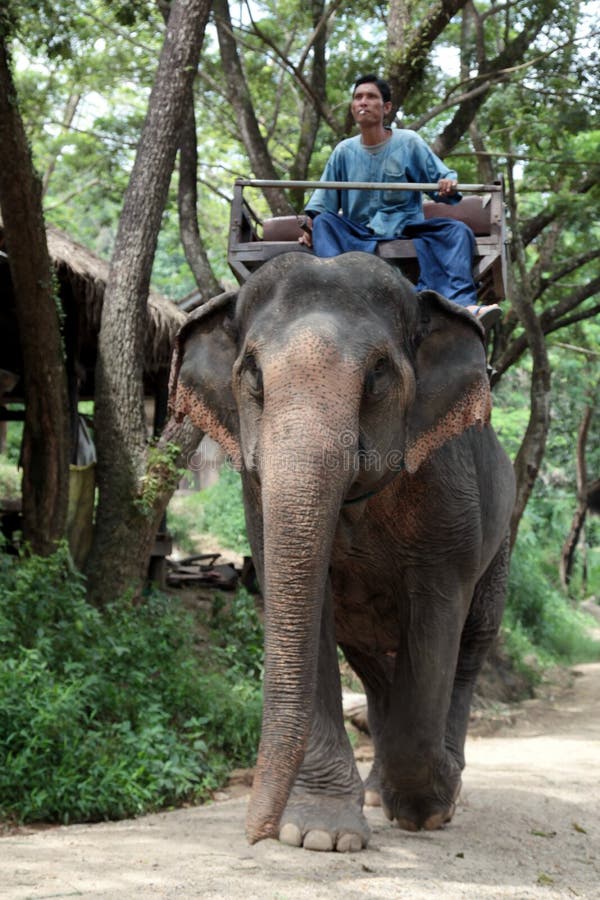 Il Mahout guida il suo elefante immagine stock