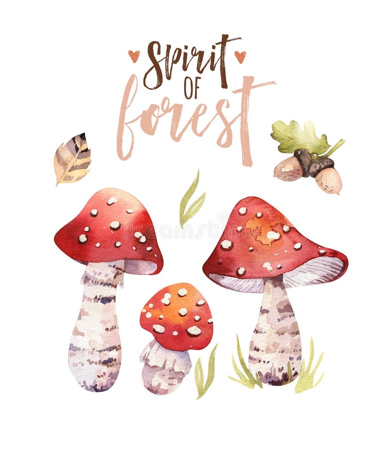 Il manifesto dei funghi della Selva Boema dell'acquerello, terreno boscoso ha isolato l'illustrazione dell'amanita, l'agarico di royalty illustrazione gratis Il manifesto dei funghi della Selva Boema dell'acquerello, terreno boscoso ha isolato l'illustrazione dell'amanita, l'agarico di royalty illustrazione gratis