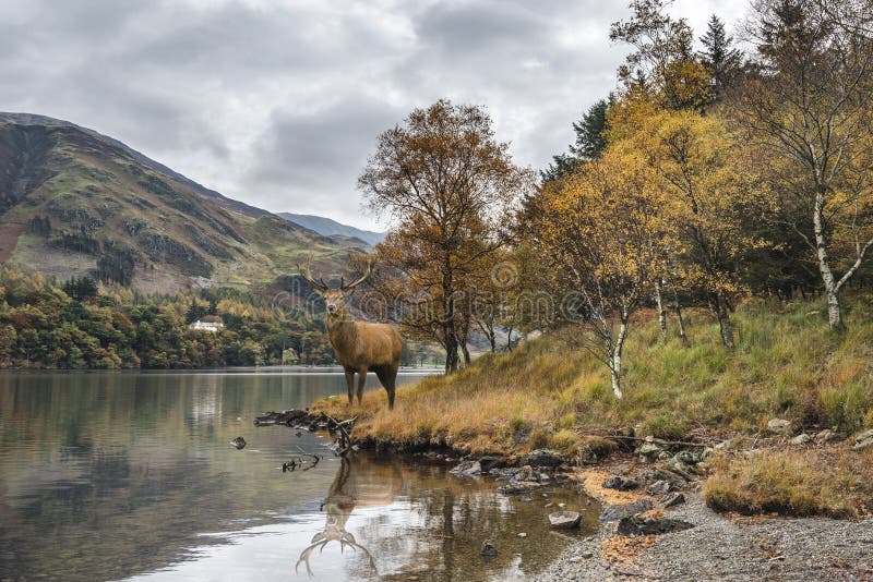Il maschio potente sbalorditivo dei cervi nobili guarda fuori attraverso il lago verso il Mo immagine stock libera da diritti Il maschio potente sbalorditivo dei cervi nobili guarda fuori attraverso il lago verso il Mo immagine stock libera da diritti