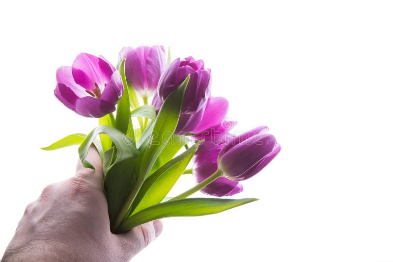 Il mazzo del tulipano porpora fiorisce in mano isolata, spazio dell'uomo della copia Uomo che tiene mazzo di tulipani copi lo spa immagine stock libera da diritti Il mazzo del tulipano porpora fiorisce in mano isolata, spazio dell'uomo della copia Uomo che tiene mazzo di tulipani copi lo spa immagine stock libera da diritti