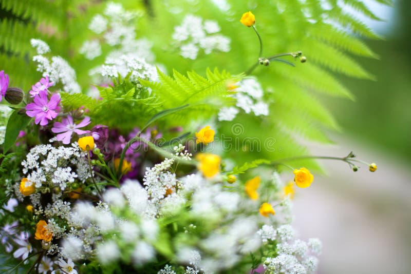 Il mazzo verde del campo delle foglie della felce, molti piccoli wildflowers bianchi, gialli, porpora differenti ha offuscato la immagine stock Il mazzo verde del campo delle foglie della felce, molti piccoli wildflowers bianchi, gialli, porpora differenti ha offuscato la immagine stock