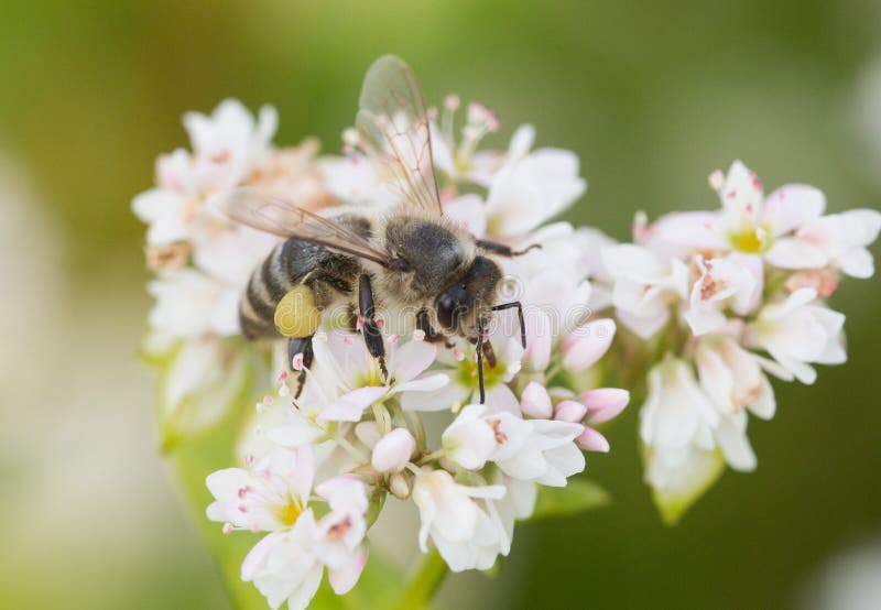 Il miele, bellezza, floreale, fondo, petalo, bianco, natura, ripugnante, polline, campo, fiore dell'ape, soleggiato, proboscide, fotografia stock Il miele, bellezza, floreale, fondo, petalo, bianco, natura, ripugnante, polline, campo, fiore dell'ape, soleggiato, proboscide, fotografia stock