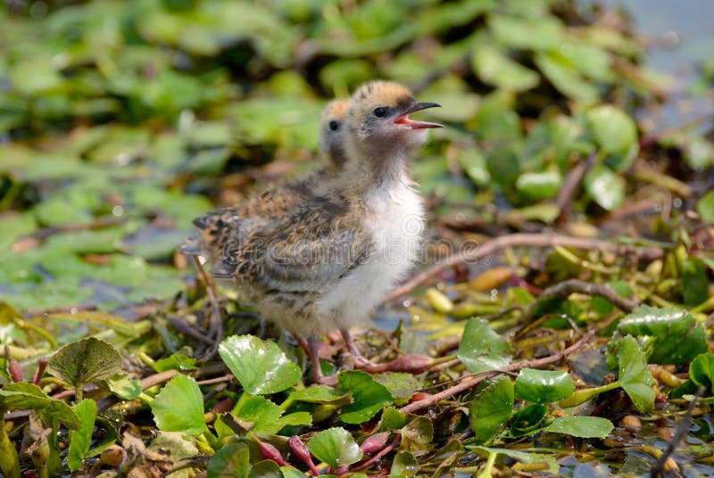 Il mignattino piombato fotografie stock