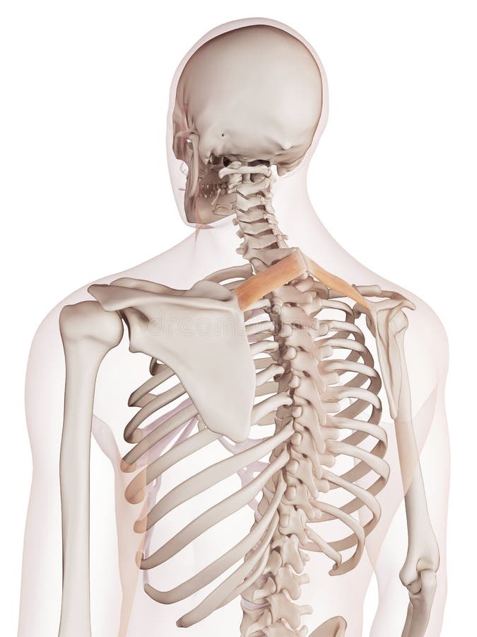 Il minore del romboide illustrazione di stock. Illustrazione di umano