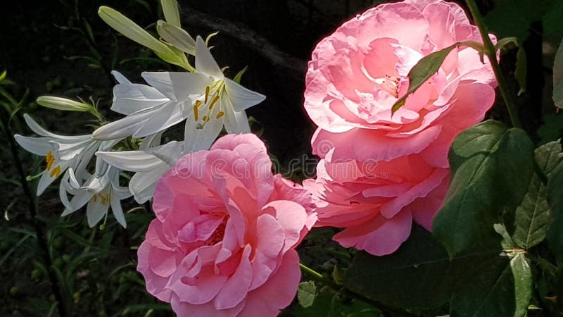 Il mio giardino immagini stock