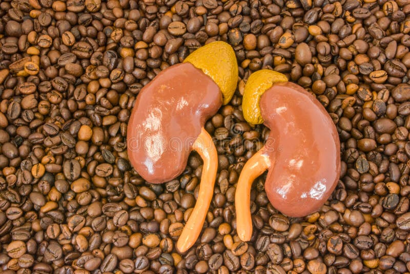 Il modello anatomico dei reni con le ghiandole surrenali si trova sui chicchi di caffè arrostiti sparsi Effetto di caffè e di caf