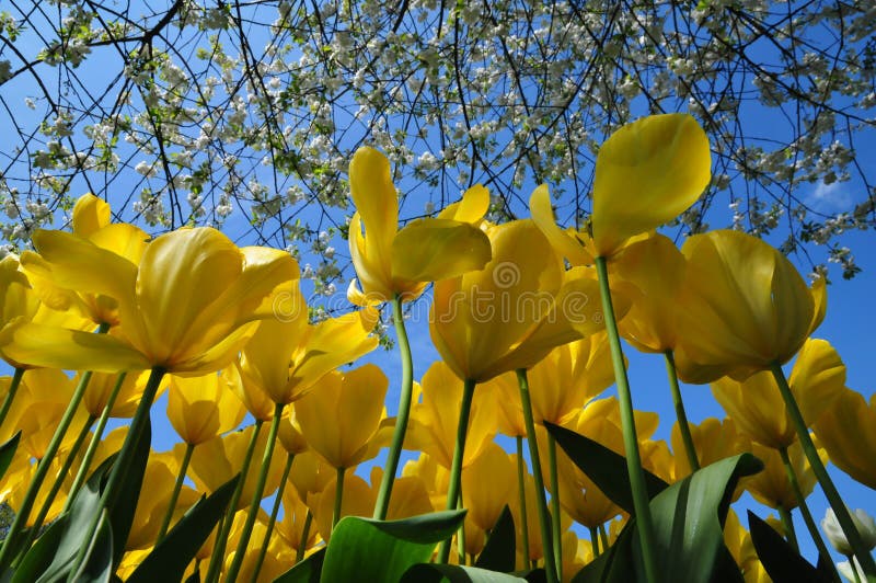 Il mondo meraviglioso dei fiori nel keukenhof fa il giardinaggio i Paesi Bassi fotografie stock Il mondo meraviglioso dei fiori nel keukenhof fa il giardinaggio i Paesi Bassi fotografie stock
