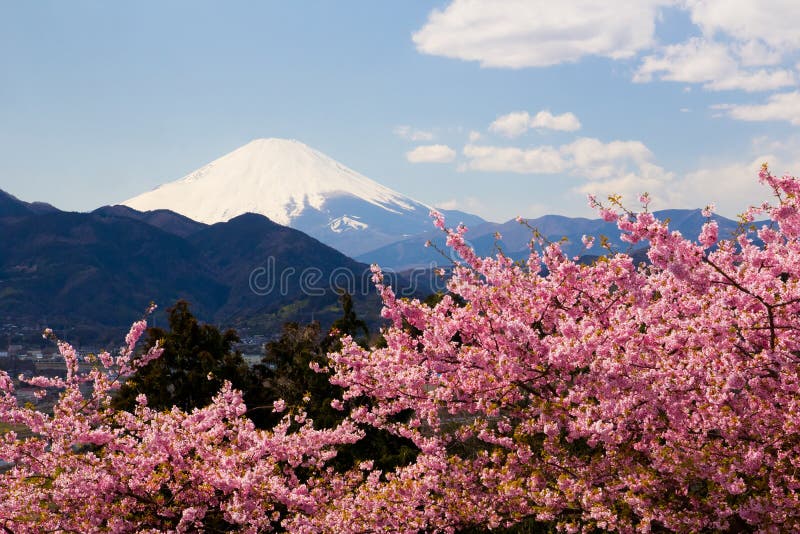 Il monte Fuji con i fiori di ciliegia di Kawazu in piena fioritura