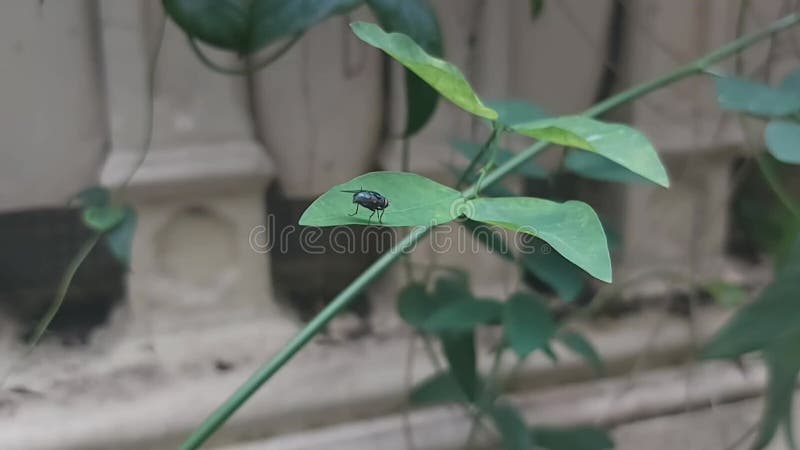 Il movimento di una piccola mosca blu su una foglia verde