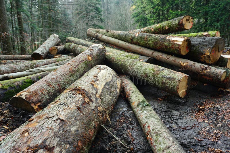 Il mucchio di grande legno collega la foresta fotografia stock Il mucchio di grande legno collega la foresta fotografia stock