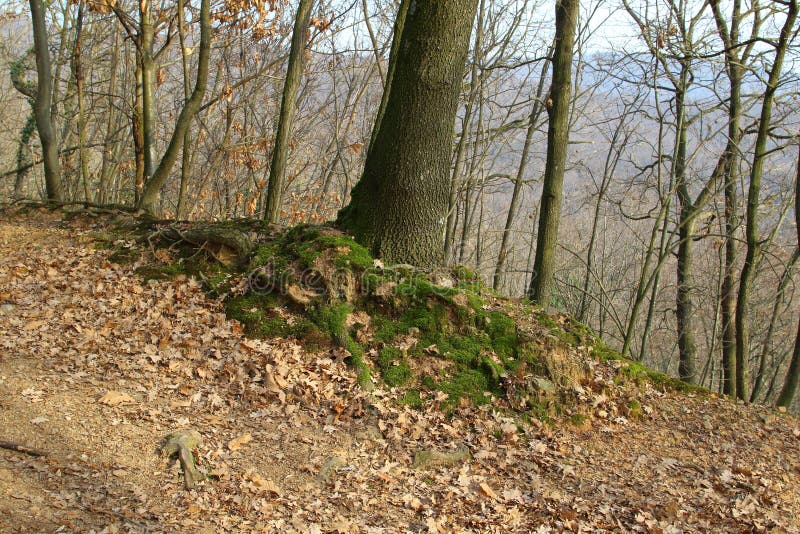 Il muschio ai miei piedi fotografia stock Il muschio ai miei piedi fotografia stock
