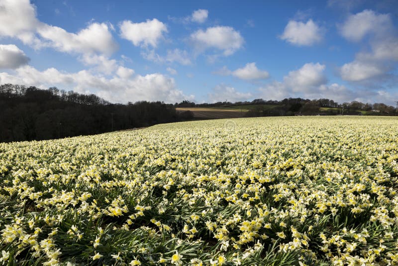 Il narciso sistema nella primavera, Cornovaglia, Regno Unito immagini stock libere da diritti Il narciso sistema nella primavera, Cornovaglia, Regno Unito immagini stock libere da diritti
