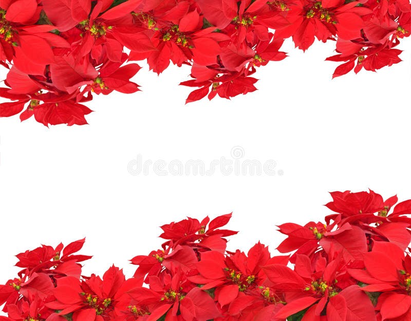 Christmas frame from poinsettias isolated on white. Christmas frame from poinsettias isolated on white