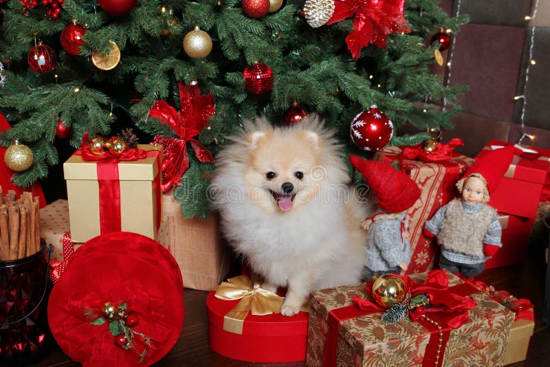 Il Natale rappresenta, simbolo del cane di anno 2018 fotografie stock libere da diritti Il Natale rappresenta, simbolo del cane di anno 2018 fotografie stock libere da diritti