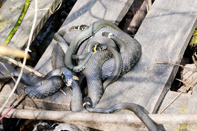 Il Natrix del Natrix dei serpenti di erba si trova sull'bordi di legno fotografia stock libera da diritti Il Natrix del Natrix dei serpenti di erba si trova sull'bordi di legno fotografia stock libera da diritti
