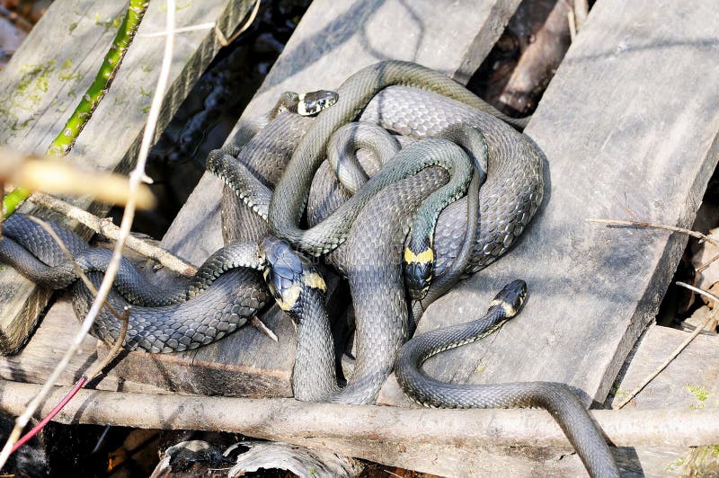 Il Natrix del Natrix dei serpenti di erba si trova sull'bordi di legno fotografie stock Il Natrix del Natrix dei serpenti di erba si trova sull'bordi di legno fotografie stock