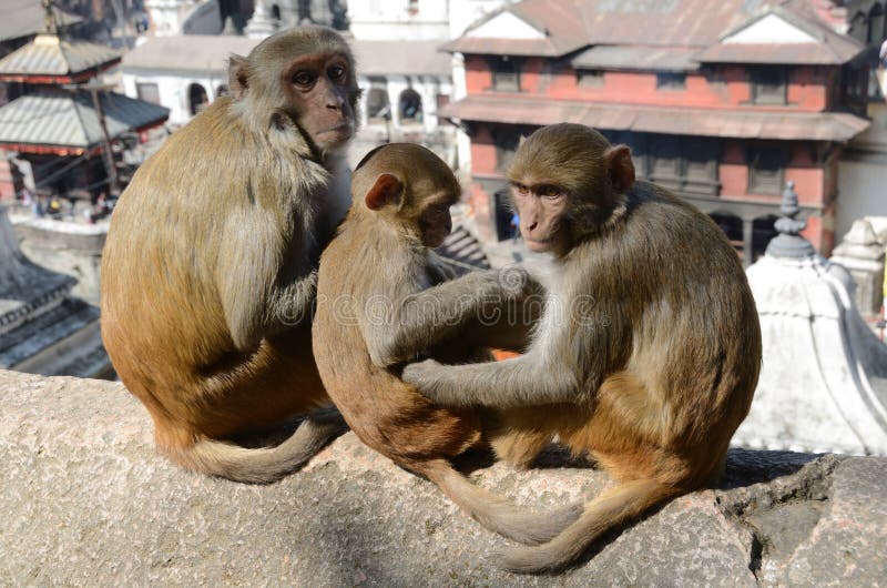 Il Nepal, Kathmandu, scimmie sui precedenti del complesso del tempio di Pashupatinath fotografia stock Il Nepal, Kathmandu, scimmie sui precedenti del complesso del tempio di Pashupatinath fotografia stock