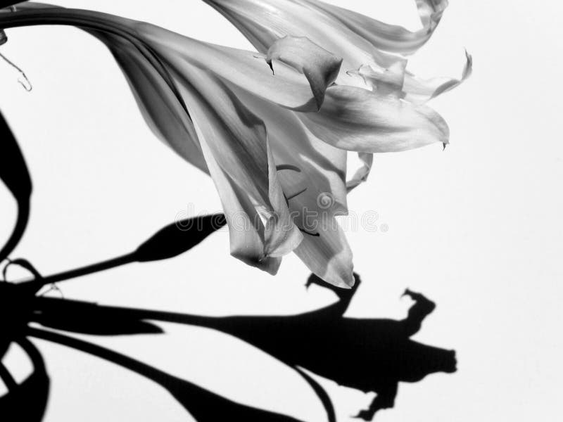 Il nero & bianco immagine stock