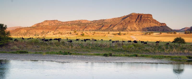 Il nero Angus Cattle Livestock del ranch del fiume del deserto