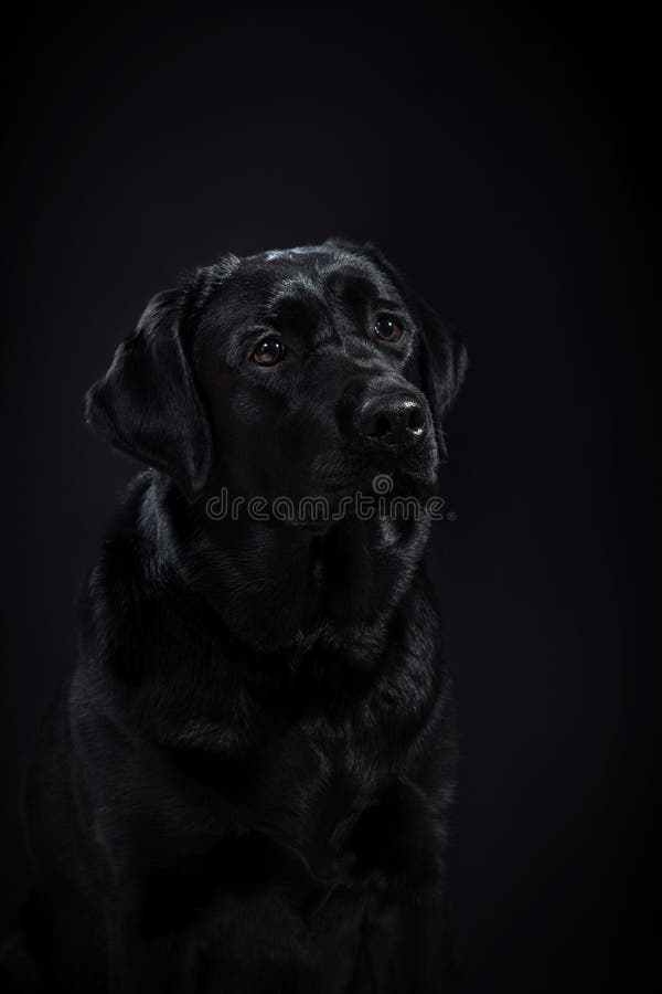 Ridgeback, Dalmata, Alano, Alano, Viszla, Labrador, Distintivo Patch Ricamato, Palla Di Natale, Cucito, Del Team Num&eacute;rik - Italia