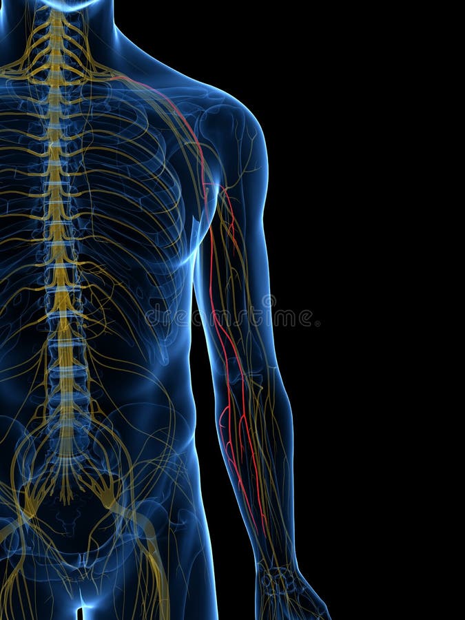 Il nervo cutaneo mediale di Antebrachial