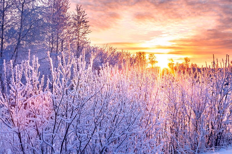 Il paesaggio dell'inverno con il tramonto e l'inverno degli alberi forestali ha coperto i wi fotografie stock libere da diritti Il paesaggio dell'inverno con il tramonto e l'inverno degli alberi forestali ha coperto i wi fotografie stock libere da diritti