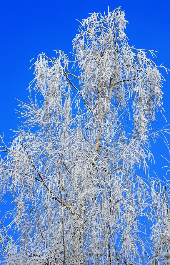 Il paesaggio naturale dell'inverno con i rami e gli alberi di betulla ha riguardato w fotografia stock libera da diritti Il paesaggio naturale dell'inverno con i rami e gli alberi di betulla ha riguardato w fotografia stock libera da diritti