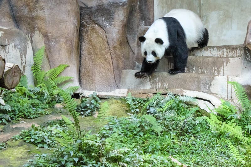 Il panda gigante fotografie stock libere da diritti Il panda gigante fotografie stock libere da diritti