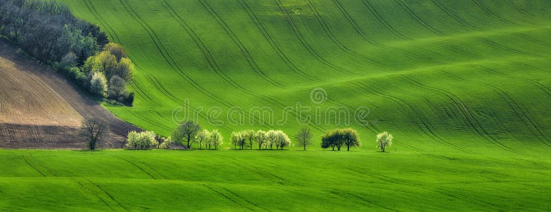 Il panorama del campo ondeggia con gli alberi sboccianti