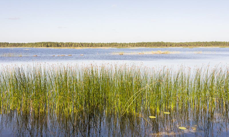 Il panorama della canna verde si sviluppa in un lago fotografia stock Il panorama della canna verde si sviluppa in un lago fotografia stock