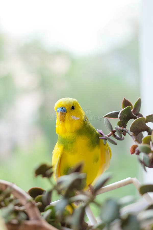 Il pappagallino ondulato si siede su un ramo Il pappagallo è brillantemente color limone Il pappagallo dell'uccello è un animale fotografia stock Il pappagallino ondulato si siede su un ramo Il pappagallo è brillantemente color limone Il pappagallo dell'uccello è un animale fotografia stock