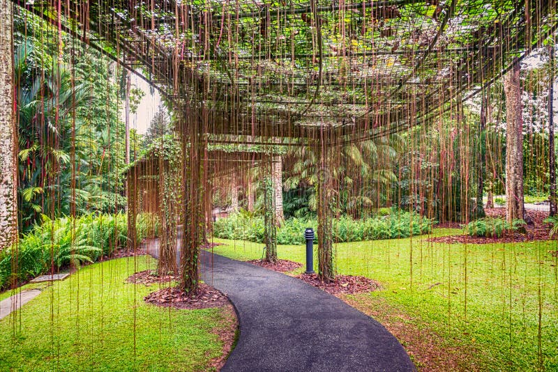 Il passage couvert, rideau des racines dans les jardins botaniques de Singapour