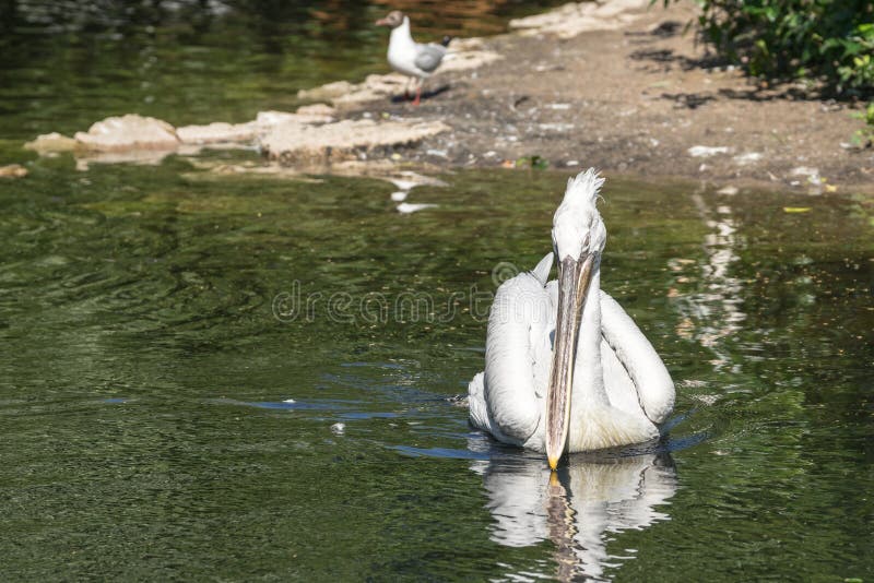 Il pellicano con un becco lungo galleggia sull'acqua in avanti fotografie stock libere da diritti Il pellicano con un becco lungo galleggia sull'acqua in avanti fotografie stock libere da diritti