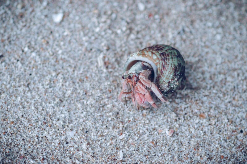 Il perwinkle comune che esce dalla conchiglia in una spiaggia ha una conchiglia spessa e appuntita di ovato e contiene rotelle. fi fotografie stock