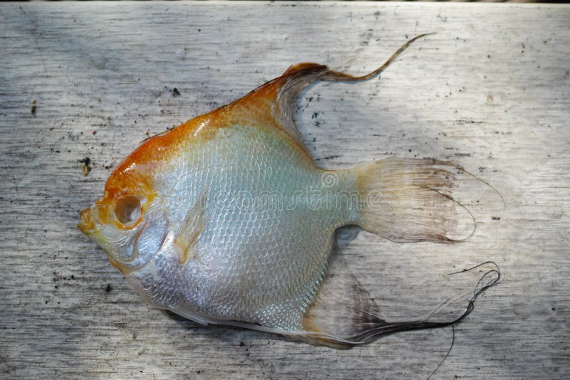 Il pesce morto di Koi, malattie ha infettato fotografie stock Il pesce morto di Koi, malattie ha infettato fotografie stock
