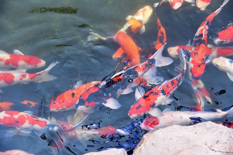Il pesce operato variopinto di koi sull'acqua di superficie/bella carpa del pesce che nuota nel giardino dello stagno gode del ga immagine stock Il pesce operato variopinto di koi sull'acqua di superficie/bella carpa del pesce che nuota nel giardino dello stagno gode del ga immagine stock