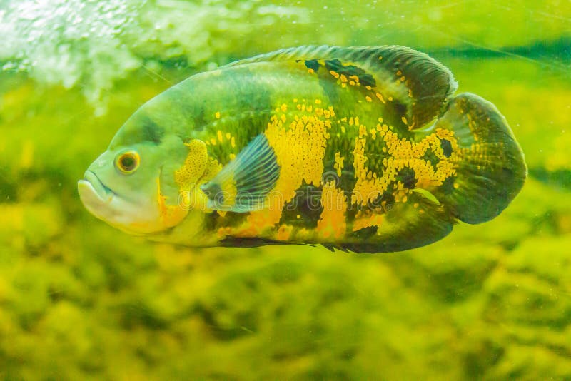 Il pesce sveglio di Oscar (astronotus ocellatus) è specie di pesce da fotografia stock libera da diritti