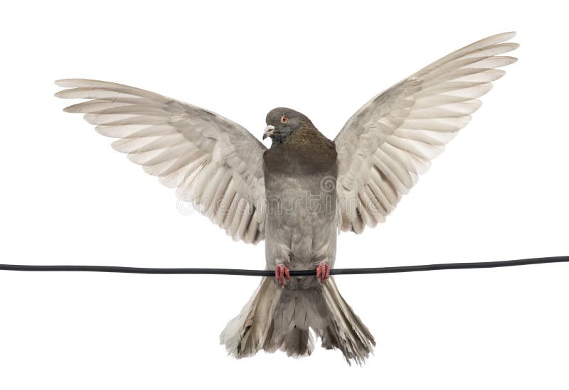 Il piccione si è appollaiato su un collegare elettrico con la sua diffusione delle ali