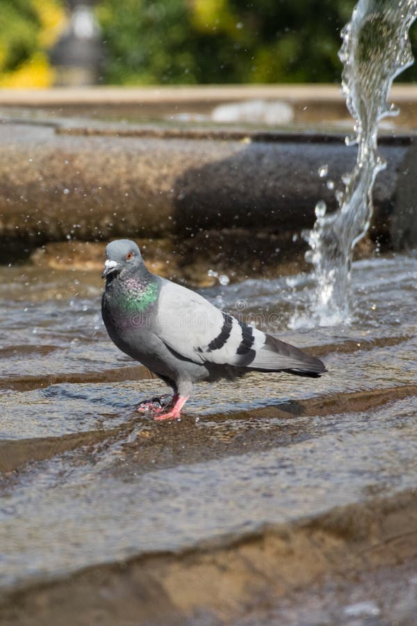 Il piccione sta bagnando in fontana su Plaza de Espana, Madrid, Spagna immagine stock libera da diritti Il piccione sta bagnando in fontana su Plaza de Espana, Madrid, Spagna immagine stock libera da diritti