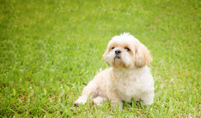 Il piccolo cane cresce pelliccia di marrone di tzu dello shih in prato inglese verde immagine stock libera da diritti Il piccolo cane cresce pelliccia di marrone di tzu dello shih in prato inglese verde immagine stock libera da diritti