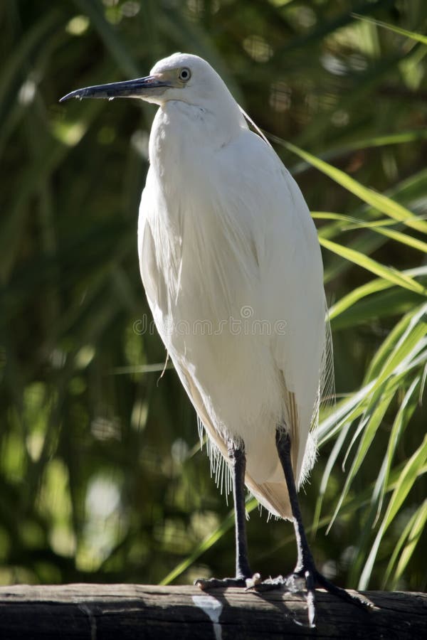Il piccolo egret è appollaiato su un tronco immagine stock libera da diritti