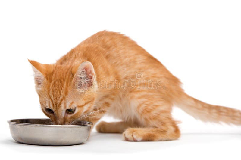 Il gattino beve il latte immagine stock. Immagine di bambino 20248235