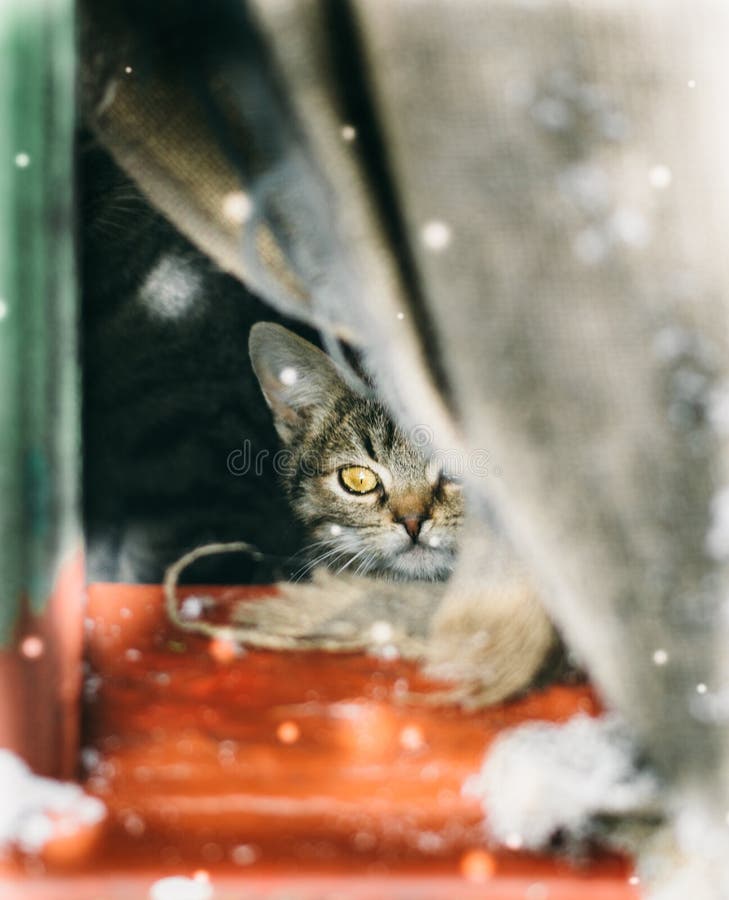Il piccolo gattino del senzatetto del soriano esamina la neve di caduta immagini stock libere da diritti Il piccolo gattino del senzatetto del soriano esamina la neve di caduta immagini stock libere da diritti