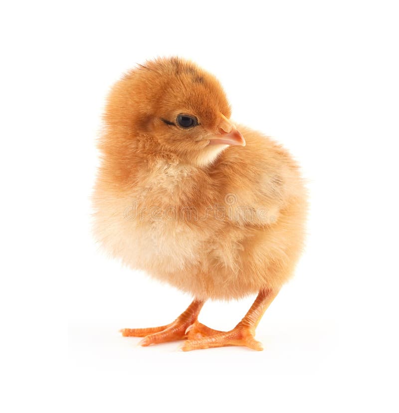 Pulcino Vecchio 2 Giorni, Isolato Fotografia Stock Immagine di sfondo