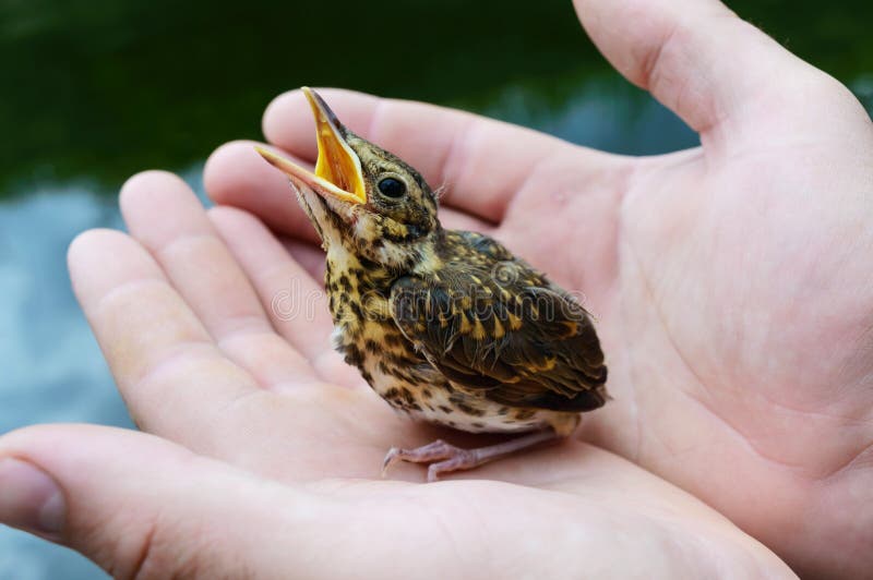 Il piccolo uccellino implume inghiotte il fiume (rapido), tenute di un uomo in sue mani fotografia stock libera da diritti Il piccolo uccellino implume inghiotte il fiume (rapido), tenute di un uomo in sue mani fotografia stock libera da diritti